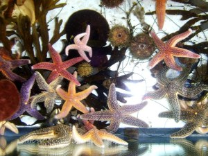 Sea stars and urchins in the aquarium